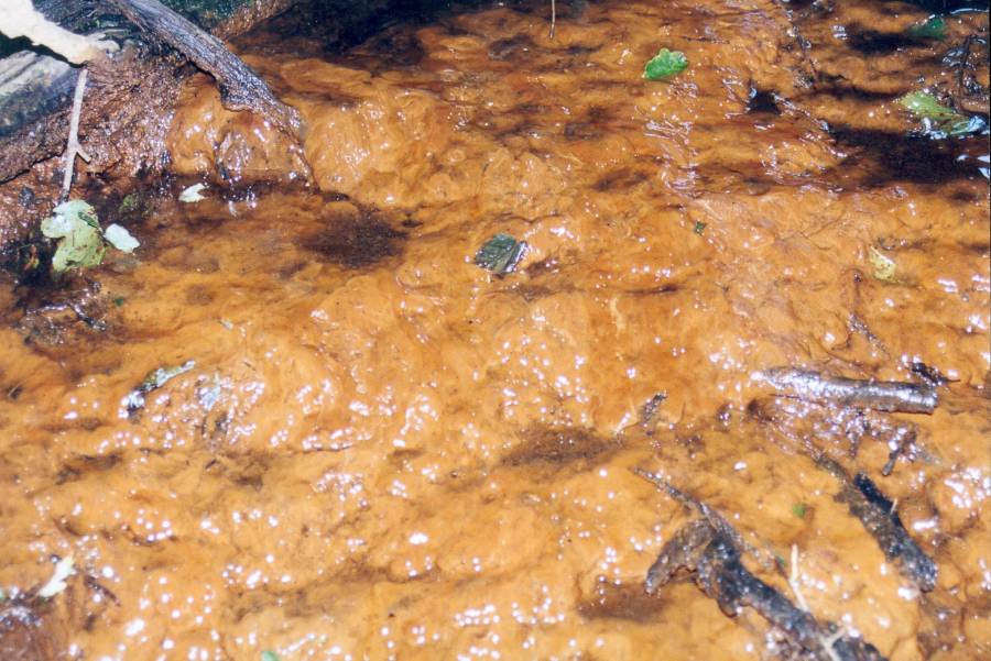 Quellen der Glonn in Mittelstetten: Klares, sauberes Wasser quillt aus der Erde.