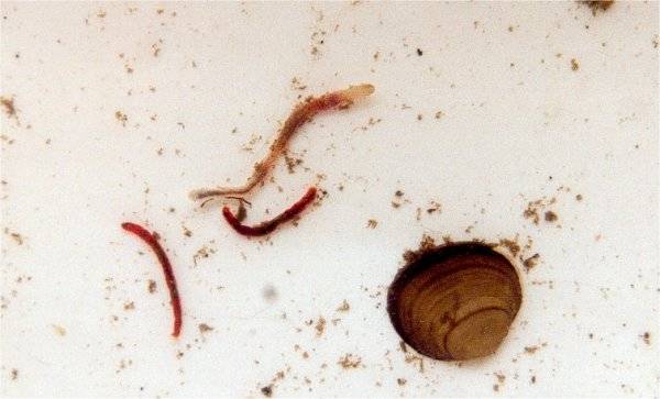 Rote Zuckmückenlarven<br>Schlammröhrenwurm