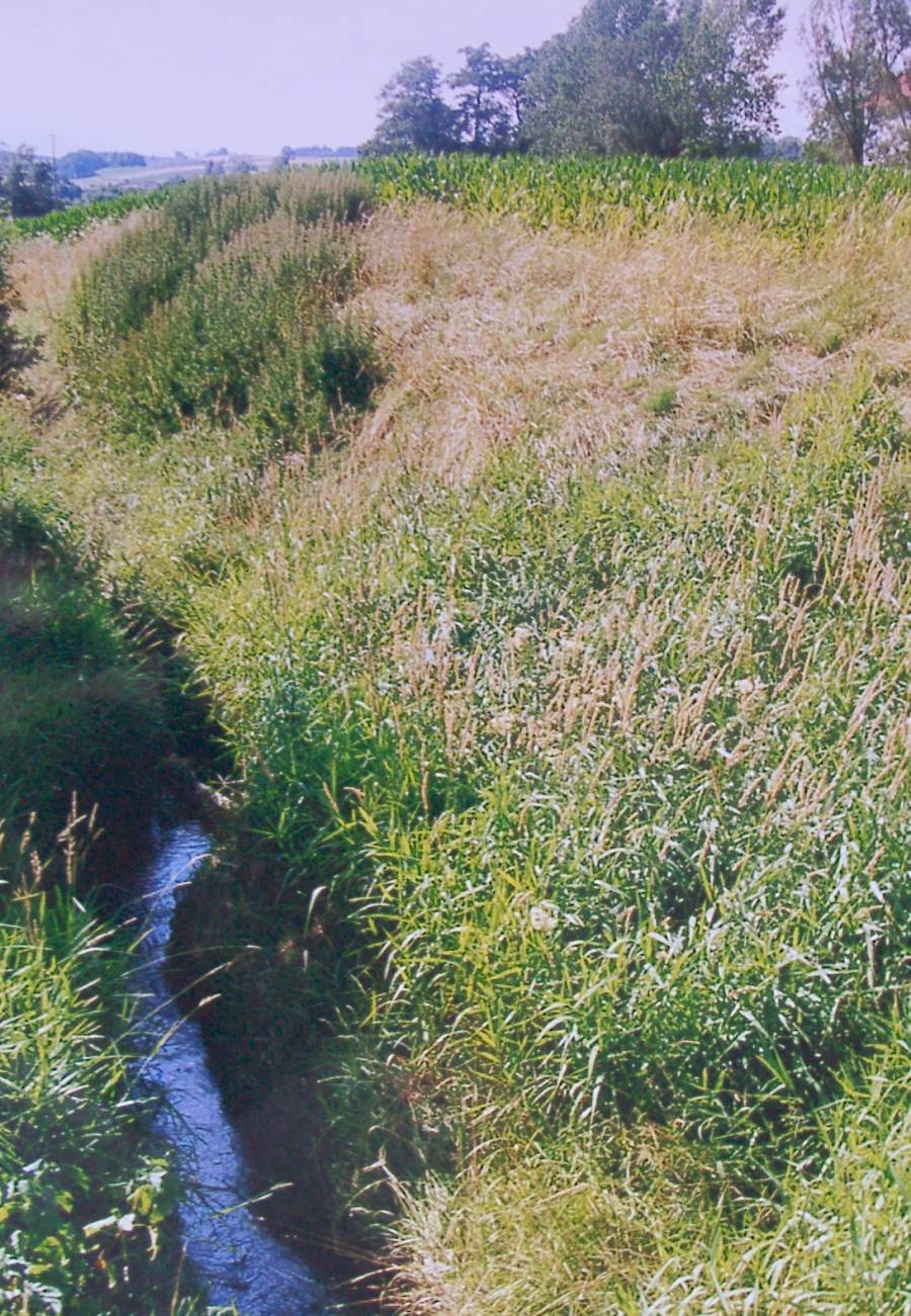 Ohne Eigendynamik fließt der Kollbach in seinem künstlichen, tief eingegrabenen Bachbett. Die landwirtschaftliche Nutzung reicht bis an die viel zu steilen Ufer.