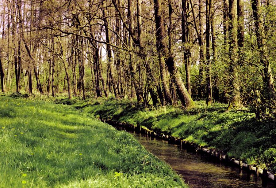 Reste einer Auwaldvegetation bei Frauenhofen, Gemeinde Indersdorf. Es lässt sich die Schönheit und der Charme einer Auenlandschaft erkennen. Der Rothbach ist hier leider begradigt, tiefer gelegt und somit die Aue vom Wasser abgeschitten.