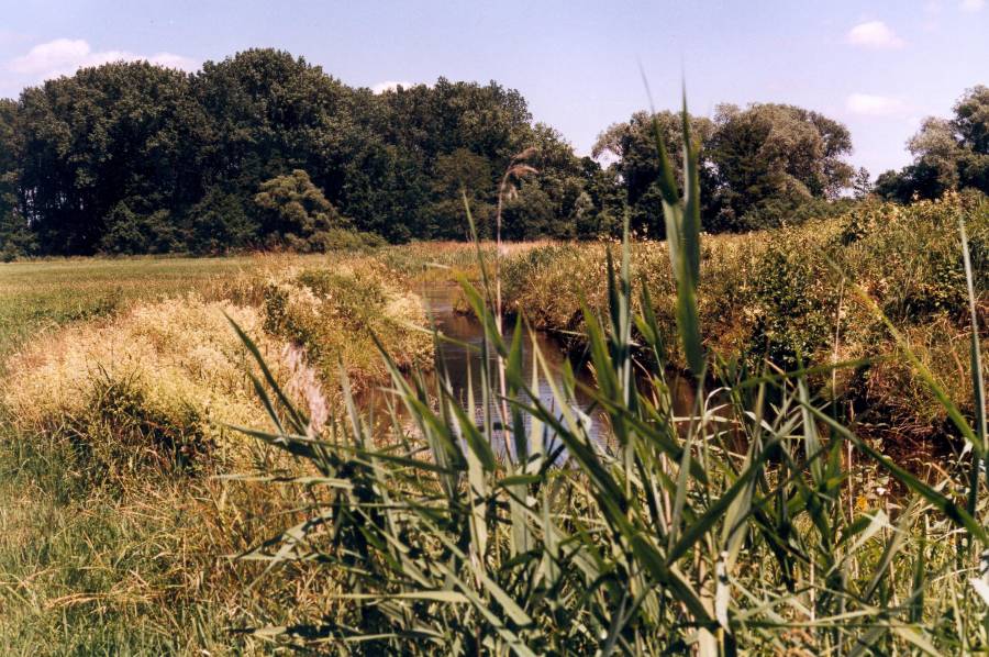 Naturschutzgebiet Weichser Moos:<br>
Eine Vielzahl von Pflanzen und Tieren finden hier einen Lebensraum.