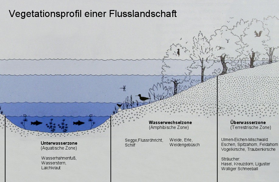 Vegetationsprofil einer Flusslandschaft