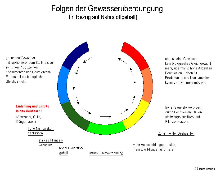 Folgen der Gewässerüberdüngung