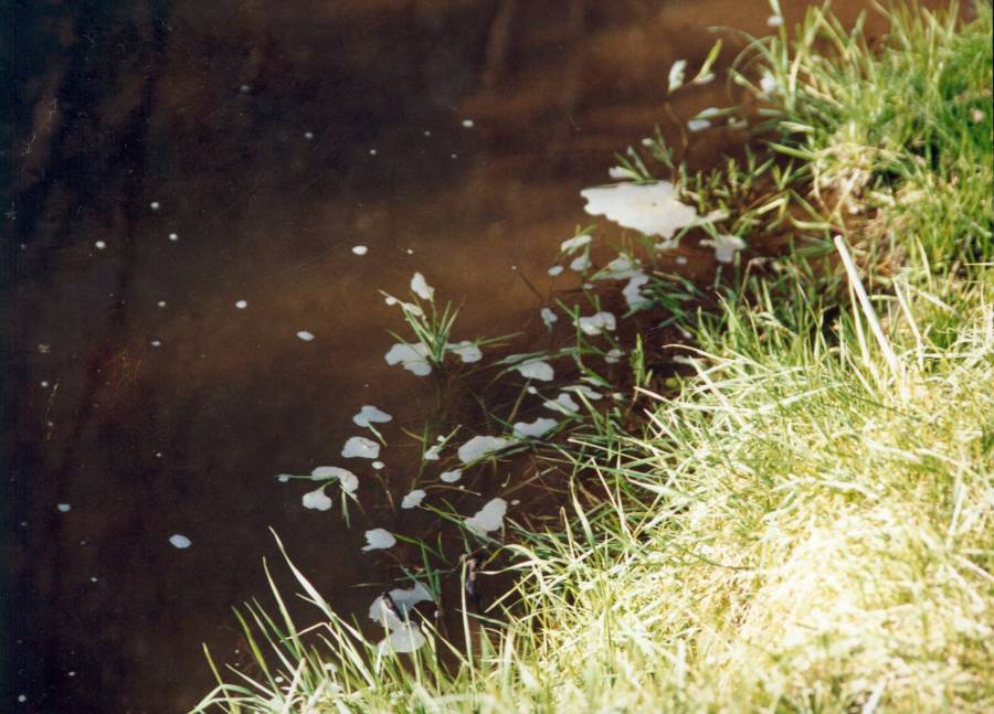 Durch die intensive landwirtschaftliche Nutzung in den Uferbereichen kann es zu Verunreinigungen durch <strong>Jauche, Gülle und Silagesäfte kommen.</strong>