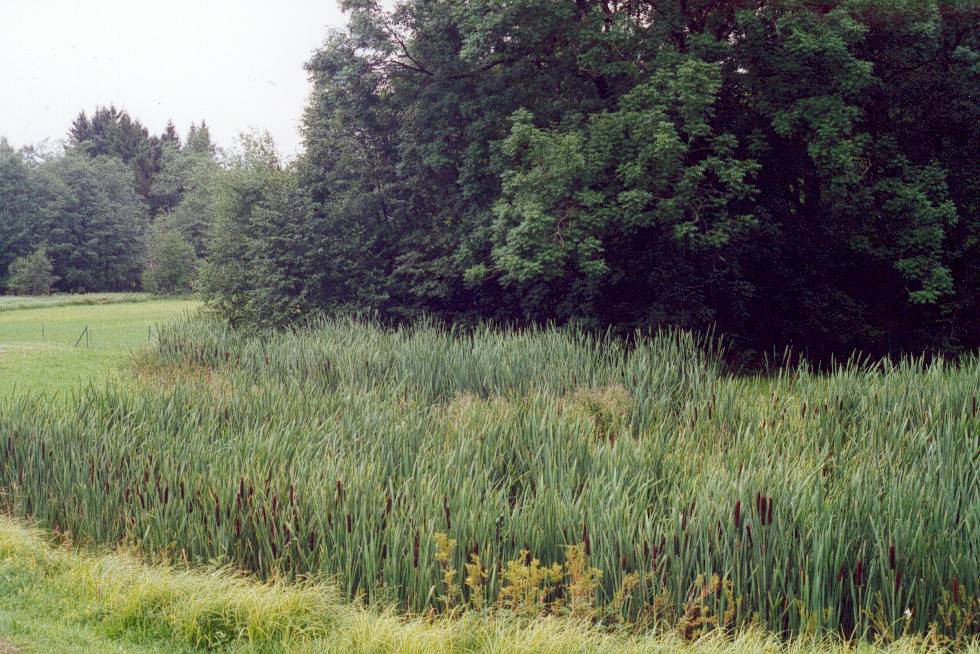 Schilfschleifen nach Kläranlagen reduzieren den Eintrag von Bakterien in ein Gewässer - eine Voraussetzung für die Badequalität des Gewässers.