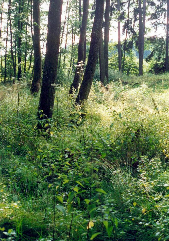 Bachlandschaften mit Auwäldern wie hier bei Puchschlagen