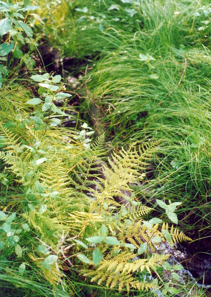 Natürliche Ufervegetation an jedem noch so kleinen Bach.