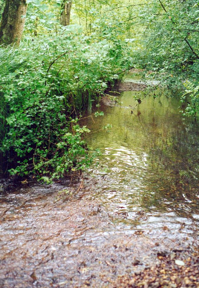 Saubere Flüsse und Bäche - eine Lebensgrundlage für die im Wasser lebenden Tiere