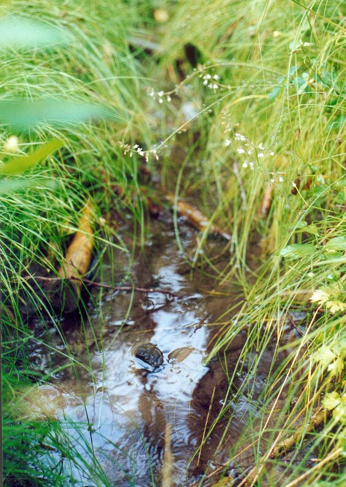 Jeder Tropfen Wasser ist kostbar.